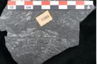 Foto (Detailansicht) von Plantae indet.  (NHMW-GEO-2024-0188-11201)